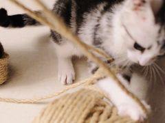 -欣宠猫屋·矮脚拿破仑·蓝金金渐层