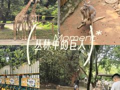 -深圳野生动物园