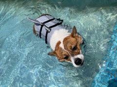 -汪说喵讲宠物乐园宠物酒店(红星美凯龙店)