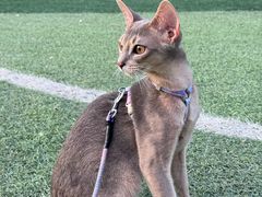 -猫十亿·布偶金渐层·曼基康矮脚猫舍(青年路店)
