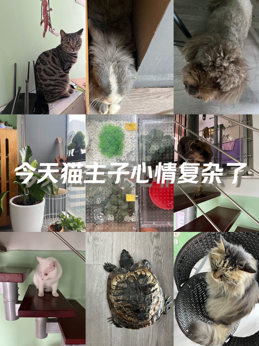 北京夏日|登堂入室招猫逗狗�