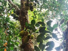 -中国科学院西双版纳热带植物园