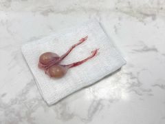 -福州肆爪动物医院