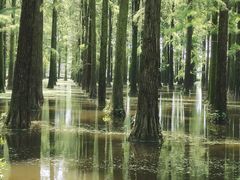 -渌洋湖湿地公园