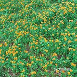 周末放假肯定要去逛公园呀