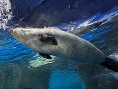 -上海海洋水族馆