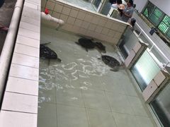 -广东惠东海龟国家级自然保护区