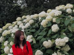 北门门口绣球花-北京动物园