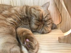 -猫和宫(六道口店)