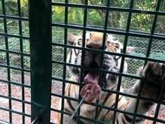 -深圳野生动物园