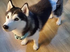 -Husky Go! 哈士奇体验馆·宠物咖啡厅狗咖