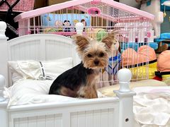 -帕帕拉兹宠物(亚洲旗舰店)