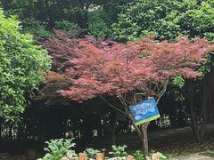 -杭州龙井幼儿园