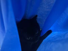 -瑞派宠物医院·24h·骨外科·皮肤科·全科宠物医疗转诊中心(沈阳浑南院)