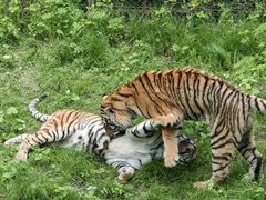 -哈尔滨北方森林动物园