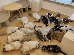 -有喵·猫咖·狗咖·30几只猫10只小狗(岗厦店)