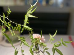 -春树下·树屋花房西餐厅(罍街AS1980店)