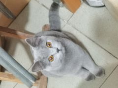 -美联众合动物医院·24h京西诊疗中心