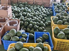 -庞各庄翠芳园西瓜蔬菜基地采摘园