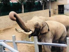 -西霞口神雕山野生动物世界