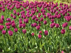 -玄武湖景区-情侣园游乐场