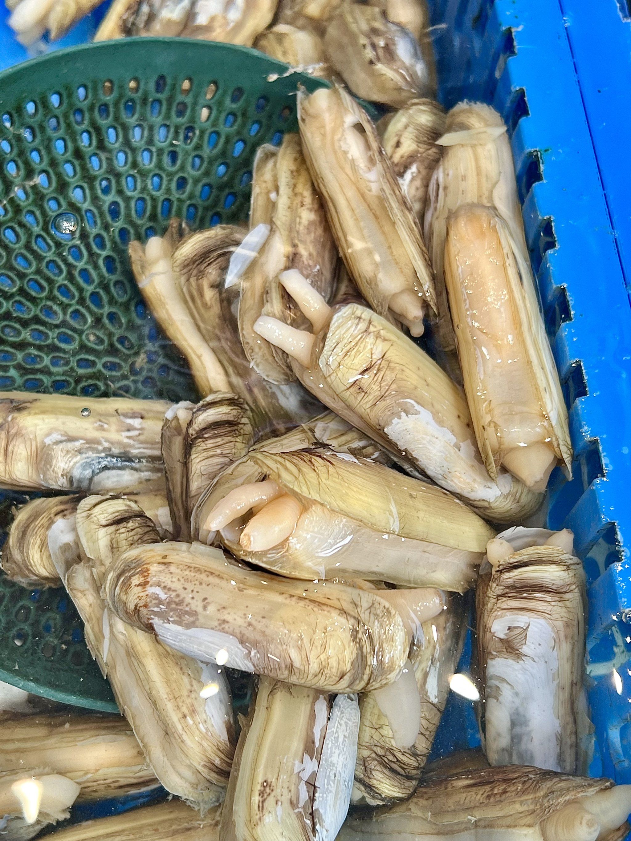 青岛当季海鲜,又大又鲜美!