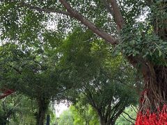 -南宁花花大世界景区