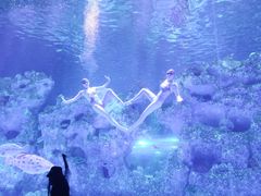 -芜湖新华联大白鲸海洋公园