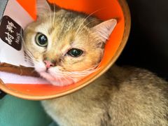 -瑞派康怡24h宠物医院·犬猫医疗中心·微创绝育(瑞景分院)