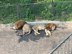 -大连森林动物园