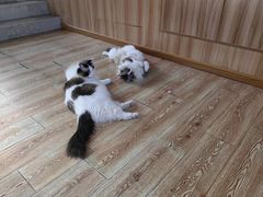 -白兔子密室(长寿路店)