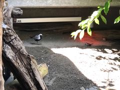 -西雅图水族馆