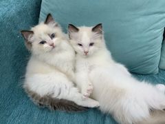 -安安宠医宠物医院·异宠·犬猫内科(岳阳分院)