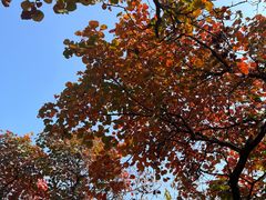 -北京西山国家森林公园