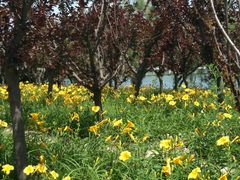 -大兴滨河森林公园