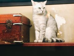 -猫咪博物馆(顶澳仔猫街店)