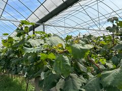 -马陆小张葡萄园农家乐