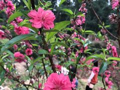 -南国桃园旅游度假区