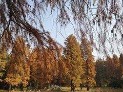 -东湖磨山景区