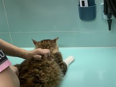 -猫宠乐园·专业洗护