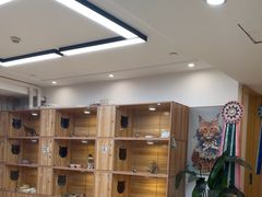 -猫十亿·布偶金渐层·曼基康矮脚猫舍(青年路店)