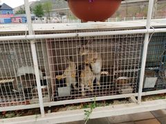 -大连铭湖国际观光牧场