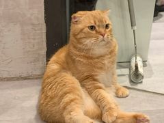 -猫儿山۰猫主题餐厅