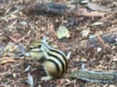 -五营红松林海景区