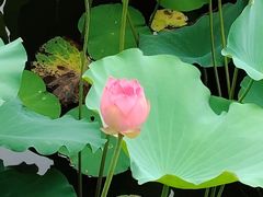 -荔湾湖公园