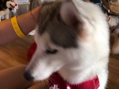 -Husky Go! 哈士奇体验馆·宠物咖啡厅狗咖