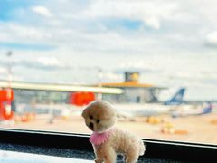 -谢列梅捷沃国际机场