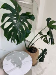 -安那般那皮肤年轻化ANAPANA