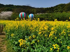 -苏州上方山国家森林公园