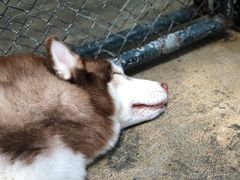 -TrueLove @ Neverland (Husky Cafe)